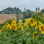 tournesols2.JPG